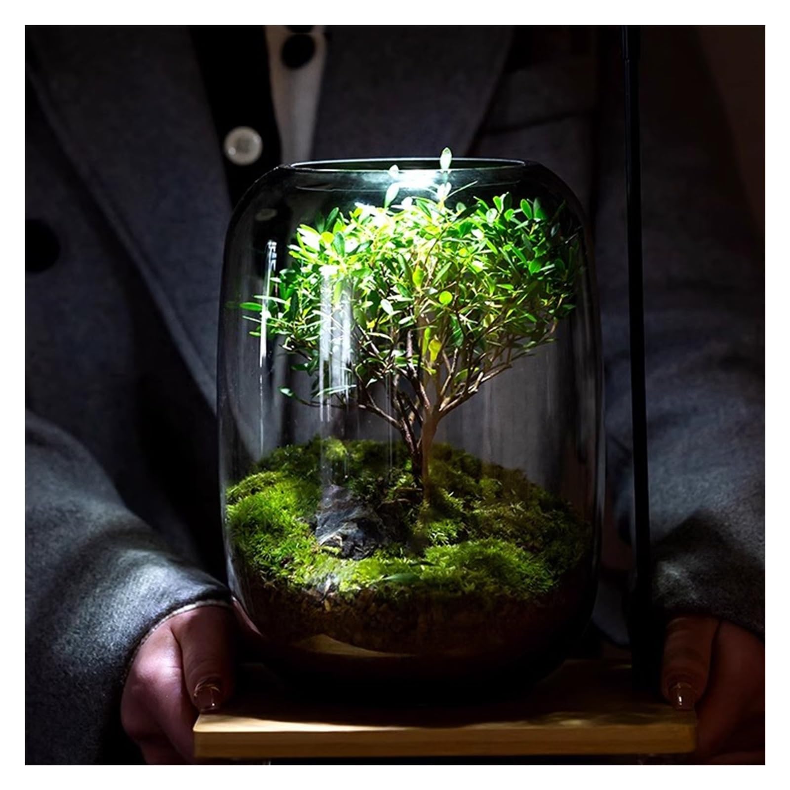 Glass Plant Terrarium with LED Light Plants Containers Office Home Ornamental Plant Glass Container Indoor Flower Pot Micro-Landscape with Grow Light