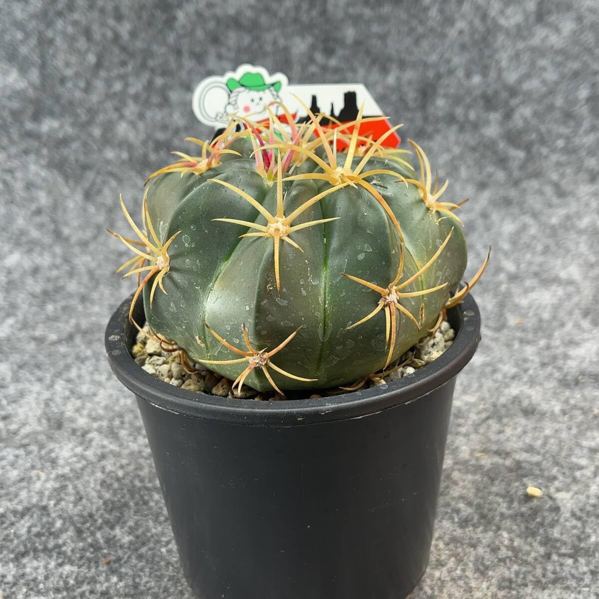 Amazon.co.jp: 鉢ごと発送フェロカクタス赤城 Ferocactus macrodiscus3