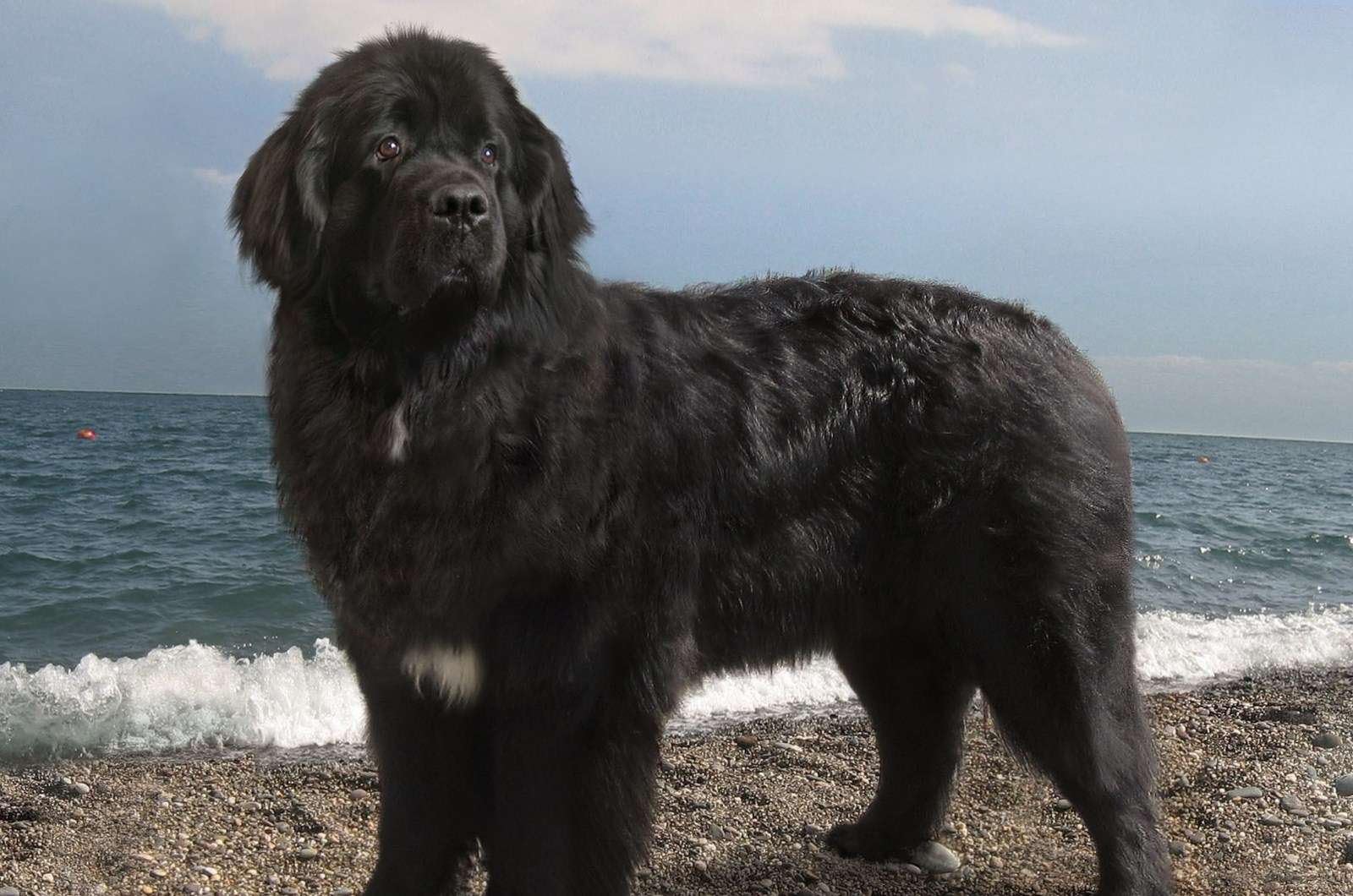 DIY 5D Diamond Painting Kits Diamond Painting Adults Child Newfoundland Dog by The Seaside for Home Decoration Painting Full Diamond Birthday Gifts 30x40cm
