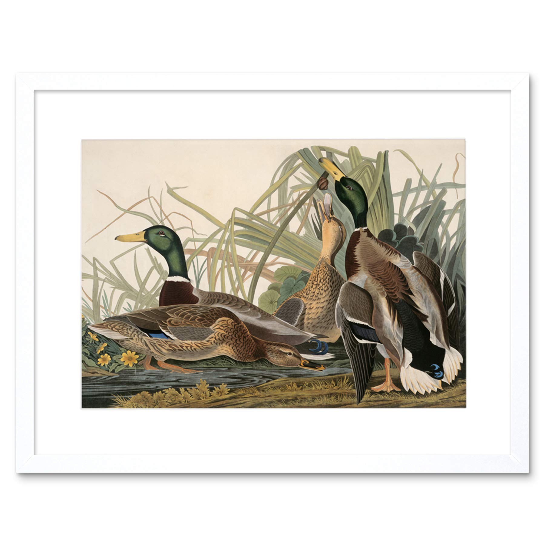 Wee Blue Coo Painting Bird Audubon Mallard Duck Framed Wall Art Print