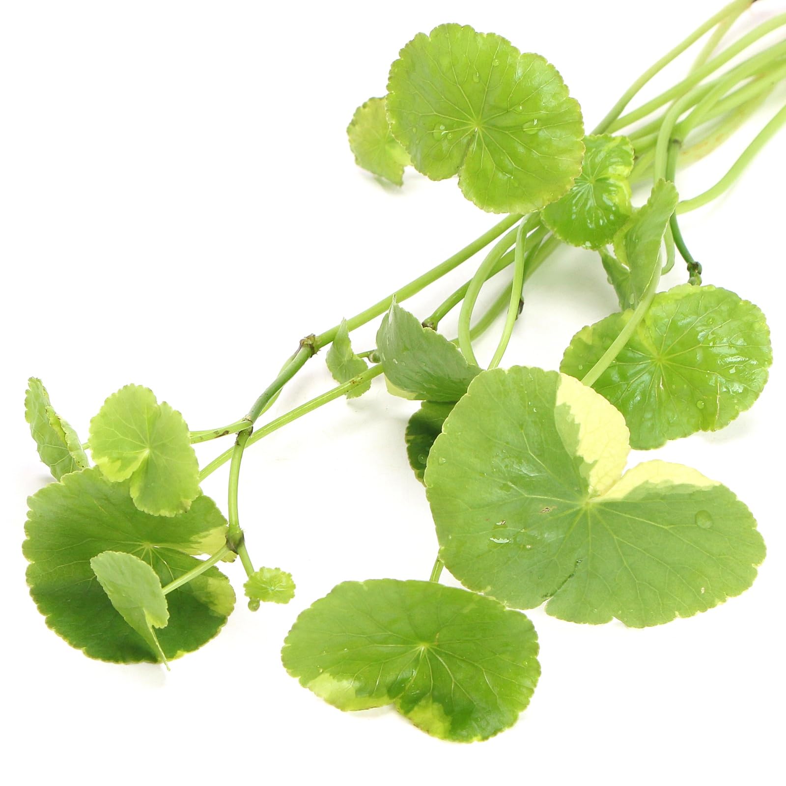 K2AQUA Hydrocotyle Leucocephala Variegated Rare Live Aquarium Plants Midground Freshwater Tropical Tank