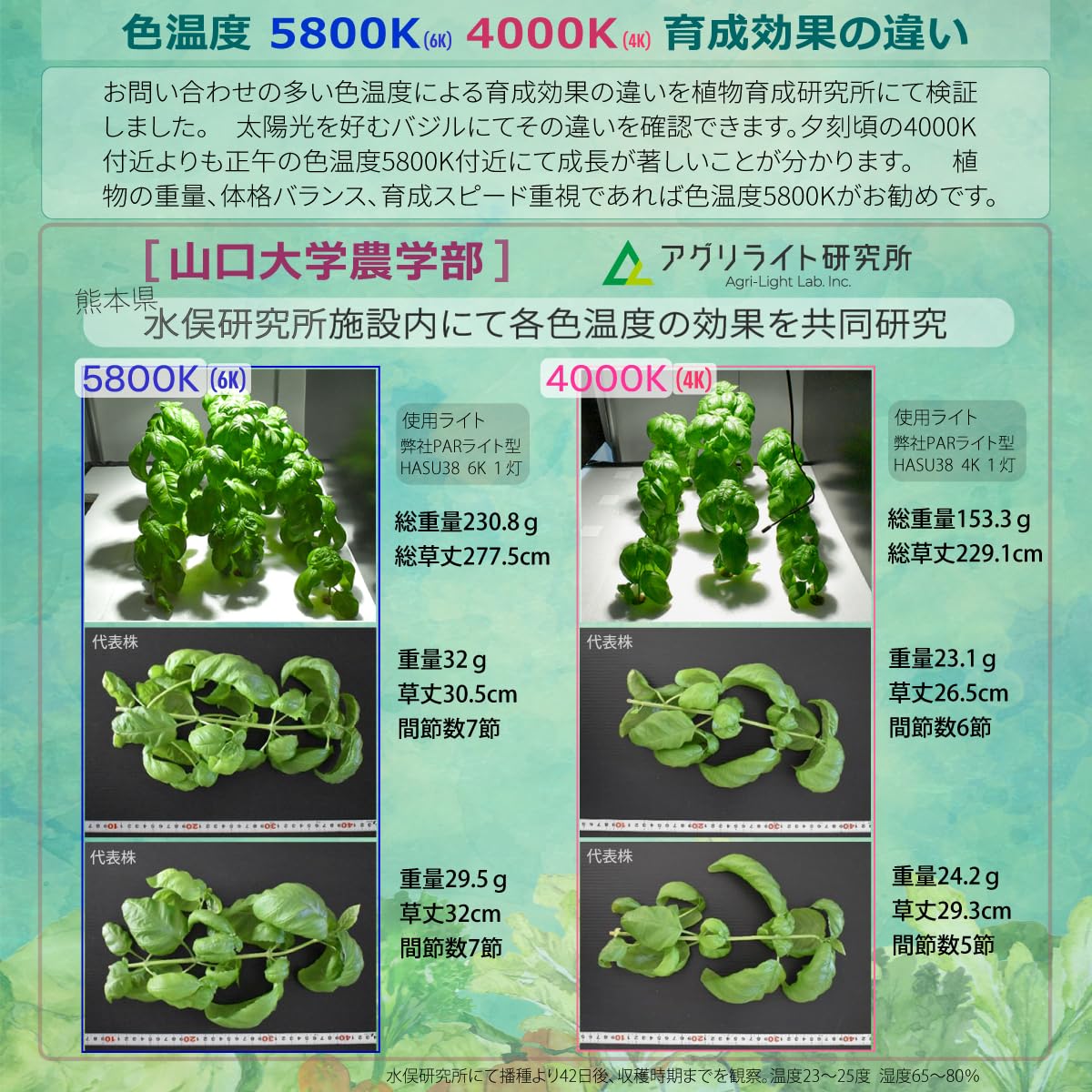 Amazon.co.jp: HaruDesign 植物育成ライト HASU38 4K ブラックボディ