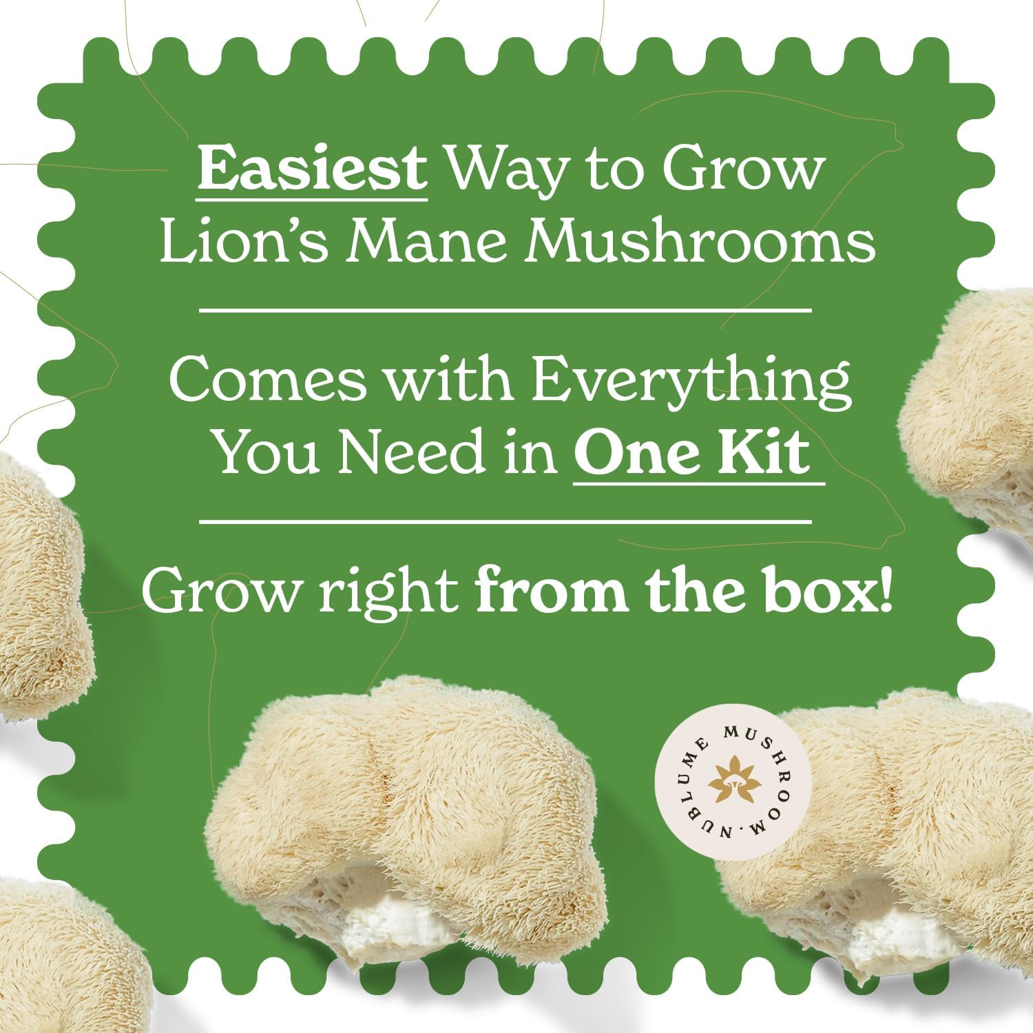 Lion's Mane Mushroom Grow Kit - Image 4