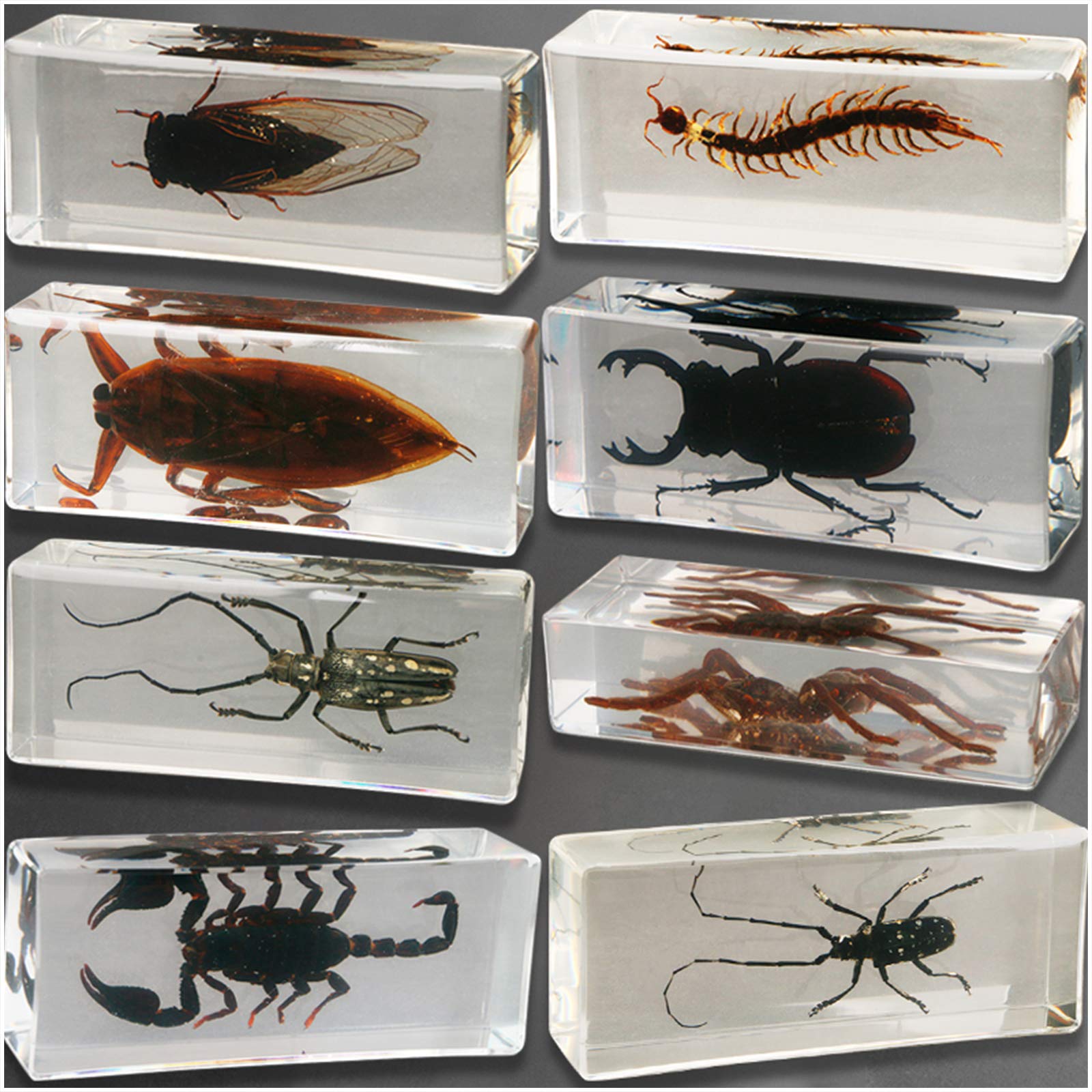 Sjdopulse Black 8Pcs Real Resin Insect Embedded Specimen - Spider Scorpion Cicada Specimen Model - Teaching Resources Insect Specimen Desk Paperweight - For Science Education