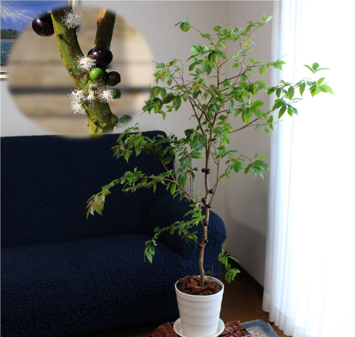 Amazon.co.jp: [幹に実と花が成る不思議な観葉植物]ジャボチカバ栽培6