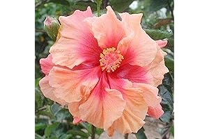 QAUZUY Rare Pink and Orange Hibiscus Seeds - Hardy Hibiscus Plants Perennial