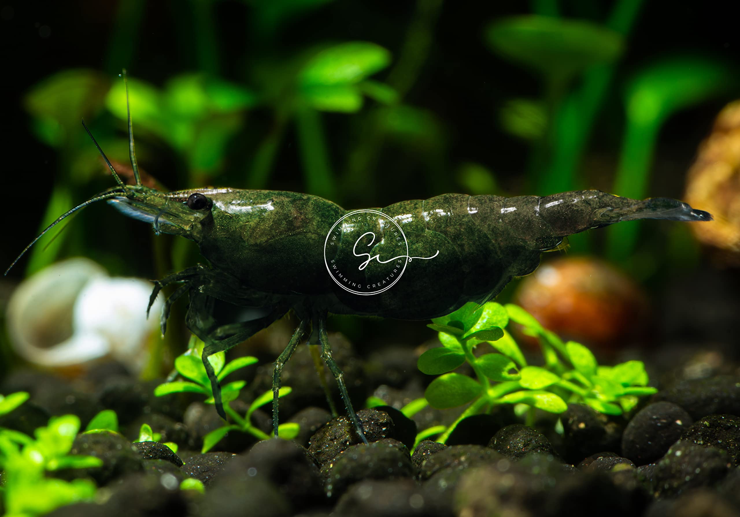 Swimming Creatures™ Premium Neocaridina Shrimp – Freshwater Aquarium Shrimp (10, Premium Emerald Green)