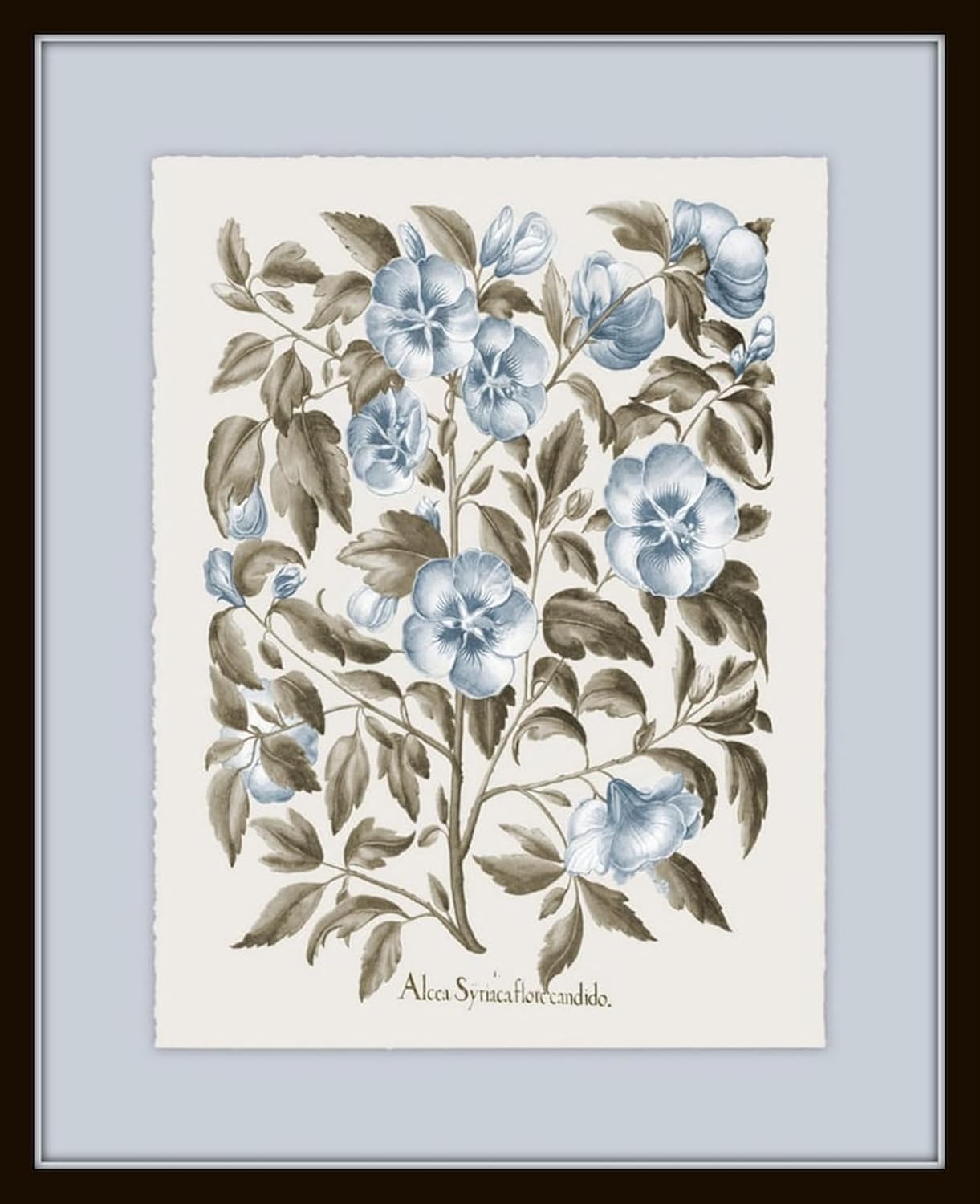 Belle Maison Art Sepia & Blue Botanical Prints No 3, Vintage Botanical Wall Art, Bedroom Kitchen Living Room Office, 8X10 SET OF 4, Smooth Matte Paper Prints, Unframed