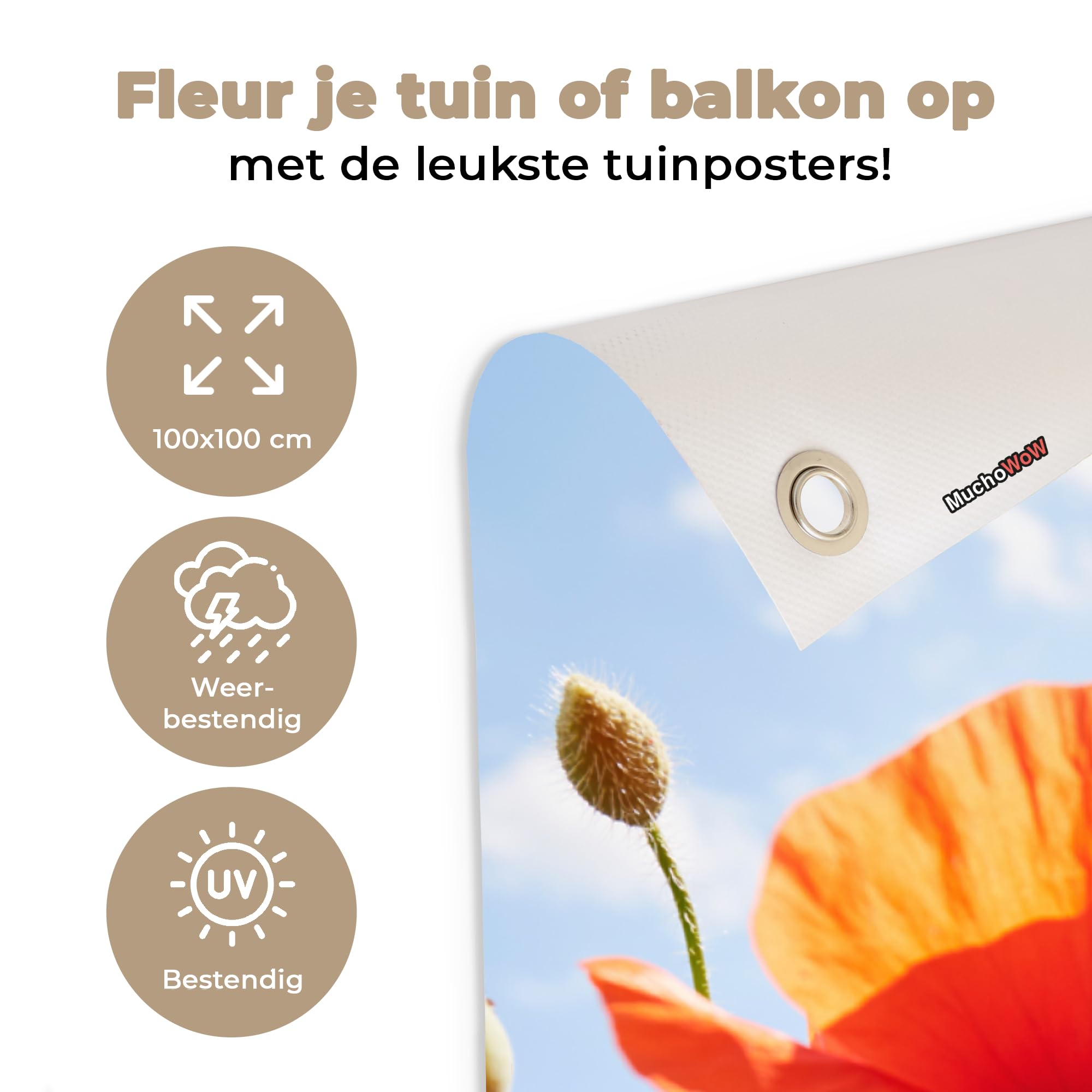 Het verschil tussen de grote klaproos, de bleke klaproos en de ruige klaproos