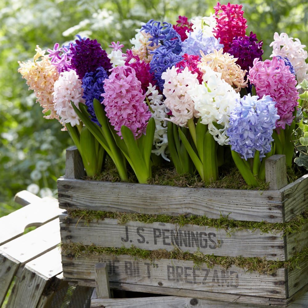 Hyacinth Value Pagoda Mix Pack of 20 Bulbs - Exotic Blooms and Enchanting Fragrance by Thompson and Morgan