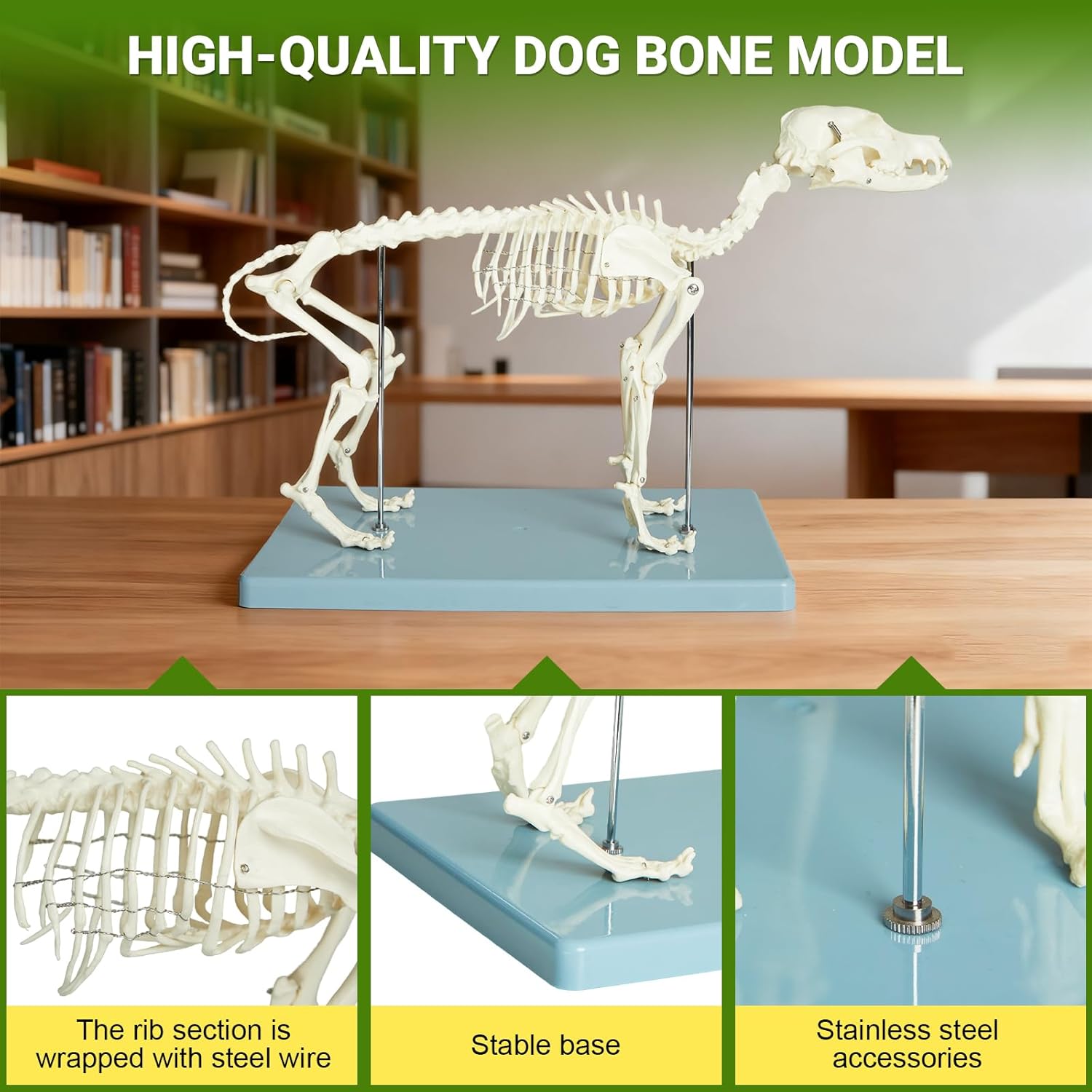 Dog Skeleton Anatomy Model, 12.5"x19.6"x9.4" Canine Anatomy Model with Detachable Movable Jaw, Anatomical Display for Veterinary Teaching, Academic Lab Education, Includes Skeletal Diagram