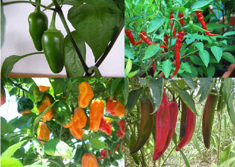 Viridis Hortus - Chilli Collection Contains 4 Varieties Chilli Seeds - Cayenne, Jalapeno, Habanero & Anaheim