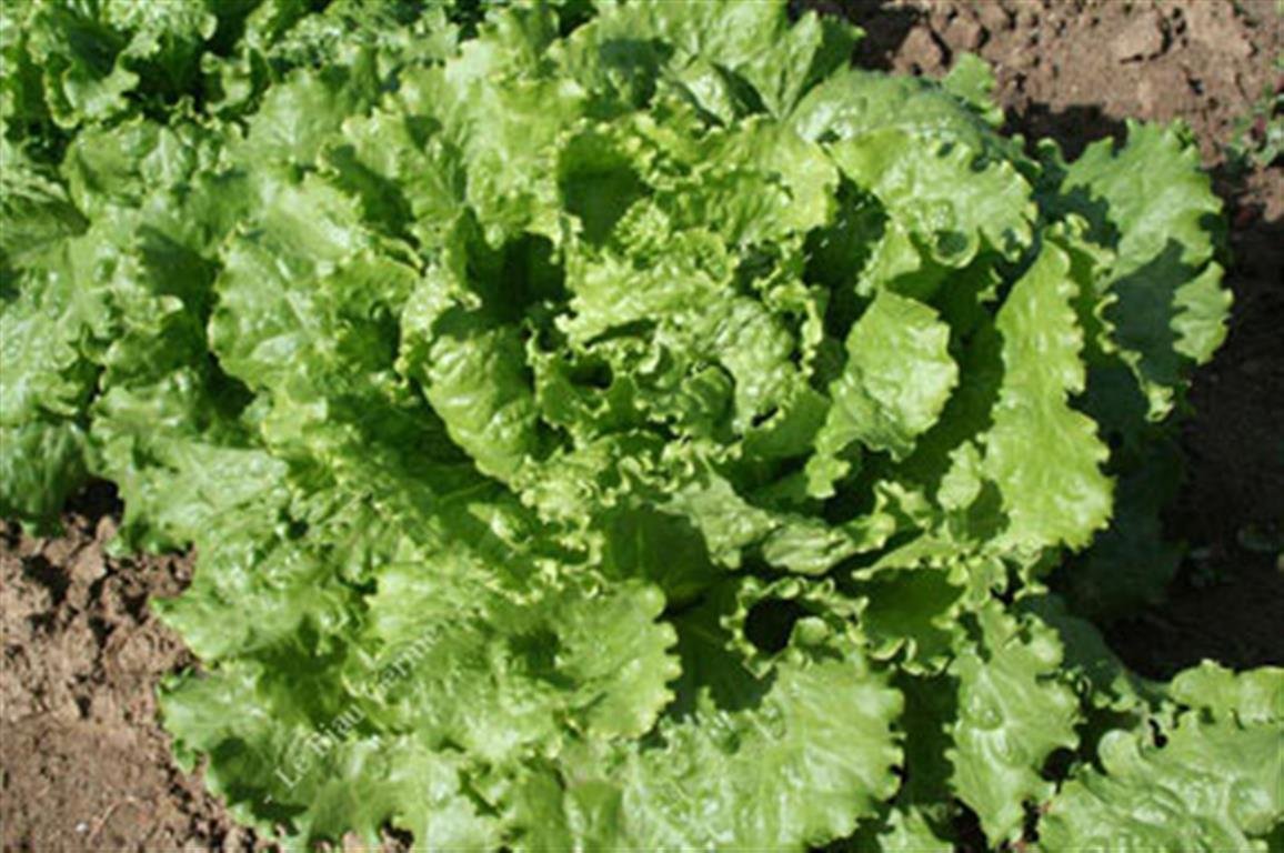French Heirloom Heritage Lettuce Batavia Blonde DE Paris 100 Seeds. Certified Organic Grower
