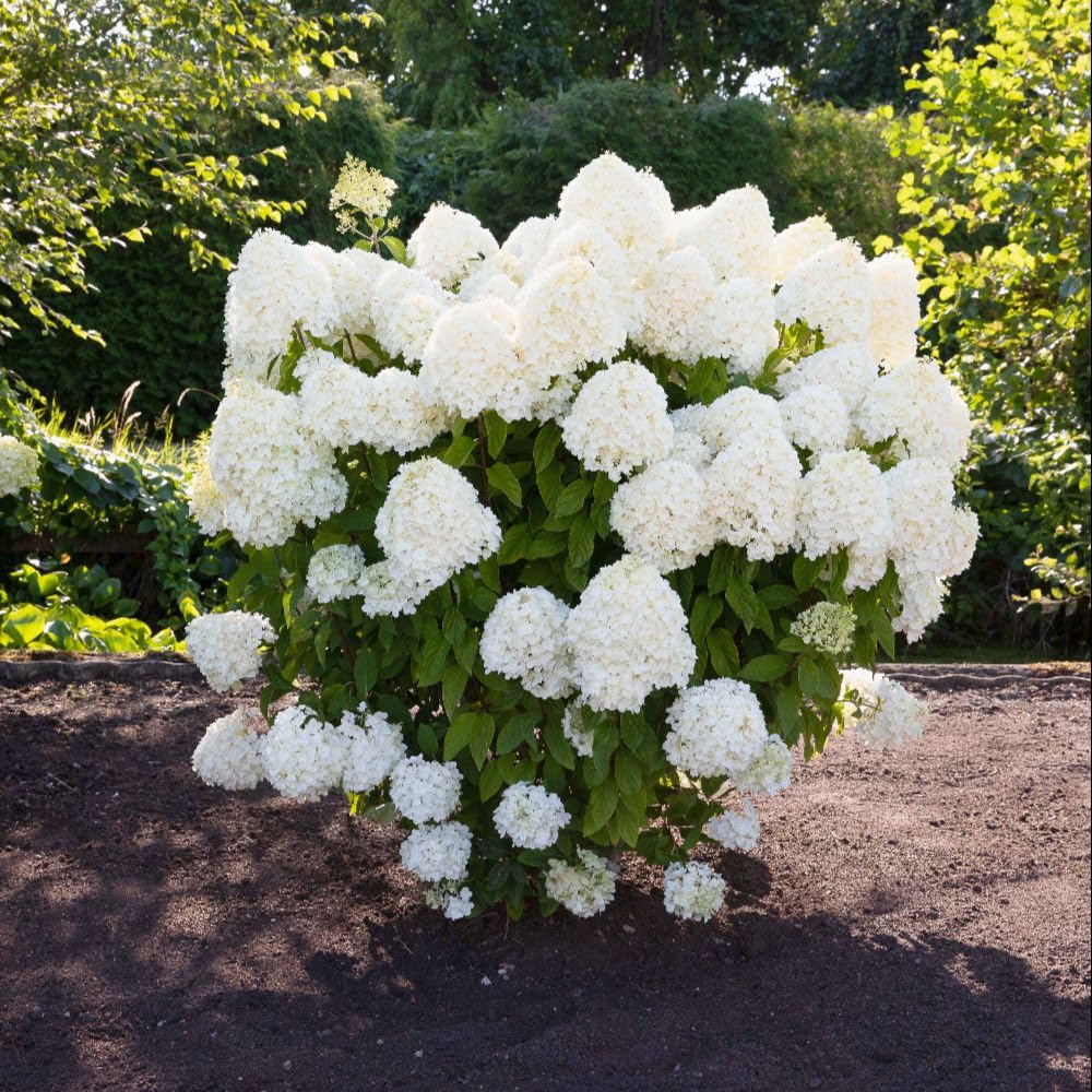 Hydrangea paniculata Living Summer Snow Plant | Compact & Bushy Shrub | Stunning Pure White Blooms Summer to Autumn | Easy Care Garden Plant | 12cm Pot | Thompson & Morgan