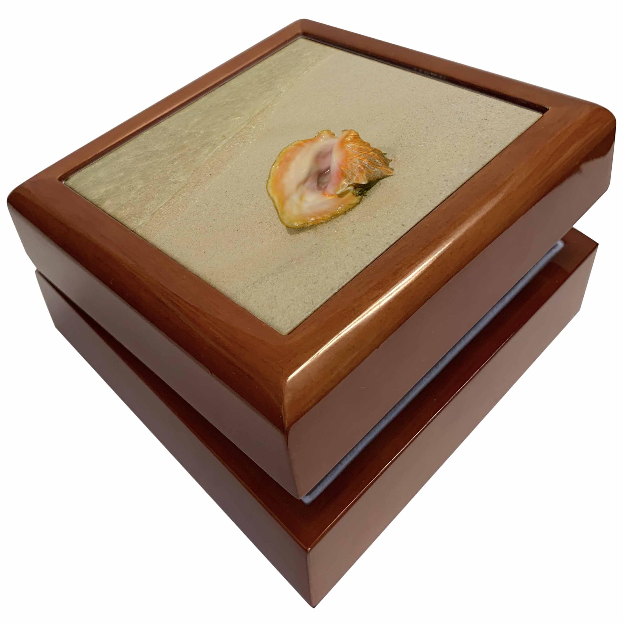 3dRose3dRose Belize, Caribbean Sea, Glovers Reef. Conch shell on Belizean beach., Jewelry Box jb-187720-1