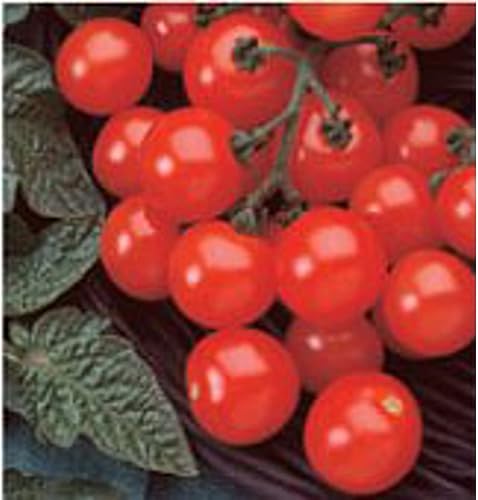 Semillas de tomate Husky (rojo cereza) (más de 20 semillas) Sin OGM Semillas de flores de hierbas y frutas vegetales para plantar Paquete de