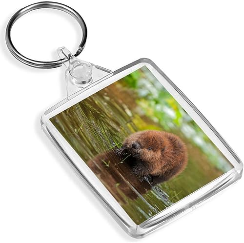 Amazon 先ビニールキーリング北アメリカビーバーキットキーリング Ip02 かわいい赤ちゃん沼 Destination Vinyl Keyrings キーホルダー チェーン Amazon 先ビニールキーリング北アメリカビーバーキットキーリング Ip02 かわいい赤ちゃん沼 Destination Vinyl Keyrings キーホルダー チェーン