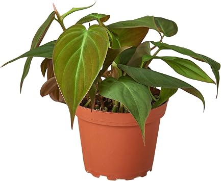 Thirsty Leaves Philodendron Micans Plant