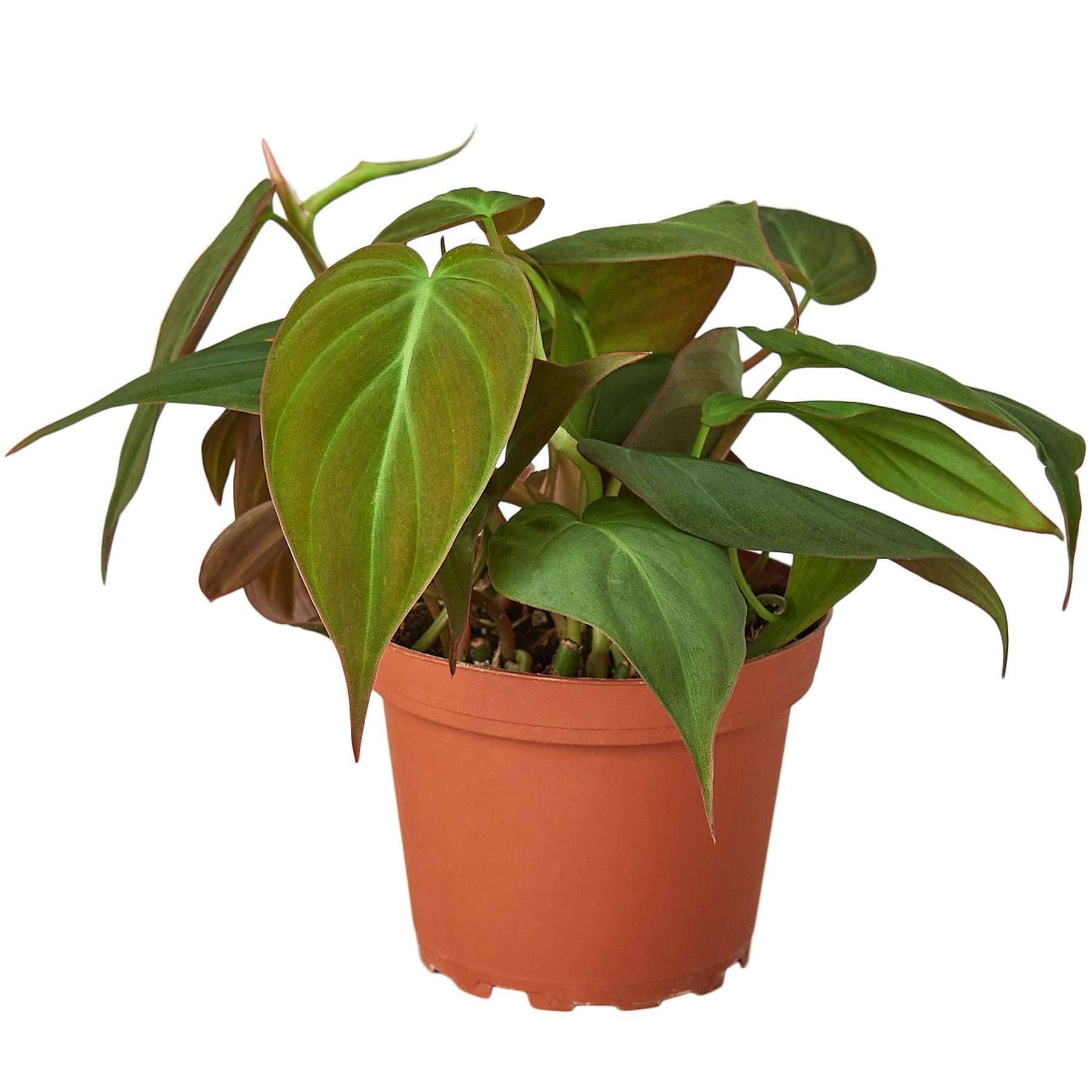 Philodendron Velvet Thirsty Leaves