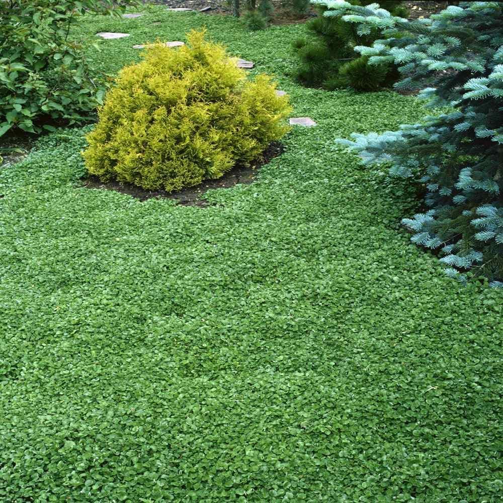 R&R SHOP - Nasiona trawnika, Dichondra Repens, Origin USA, odporne i dekoracyjne (200gr - 20mq)