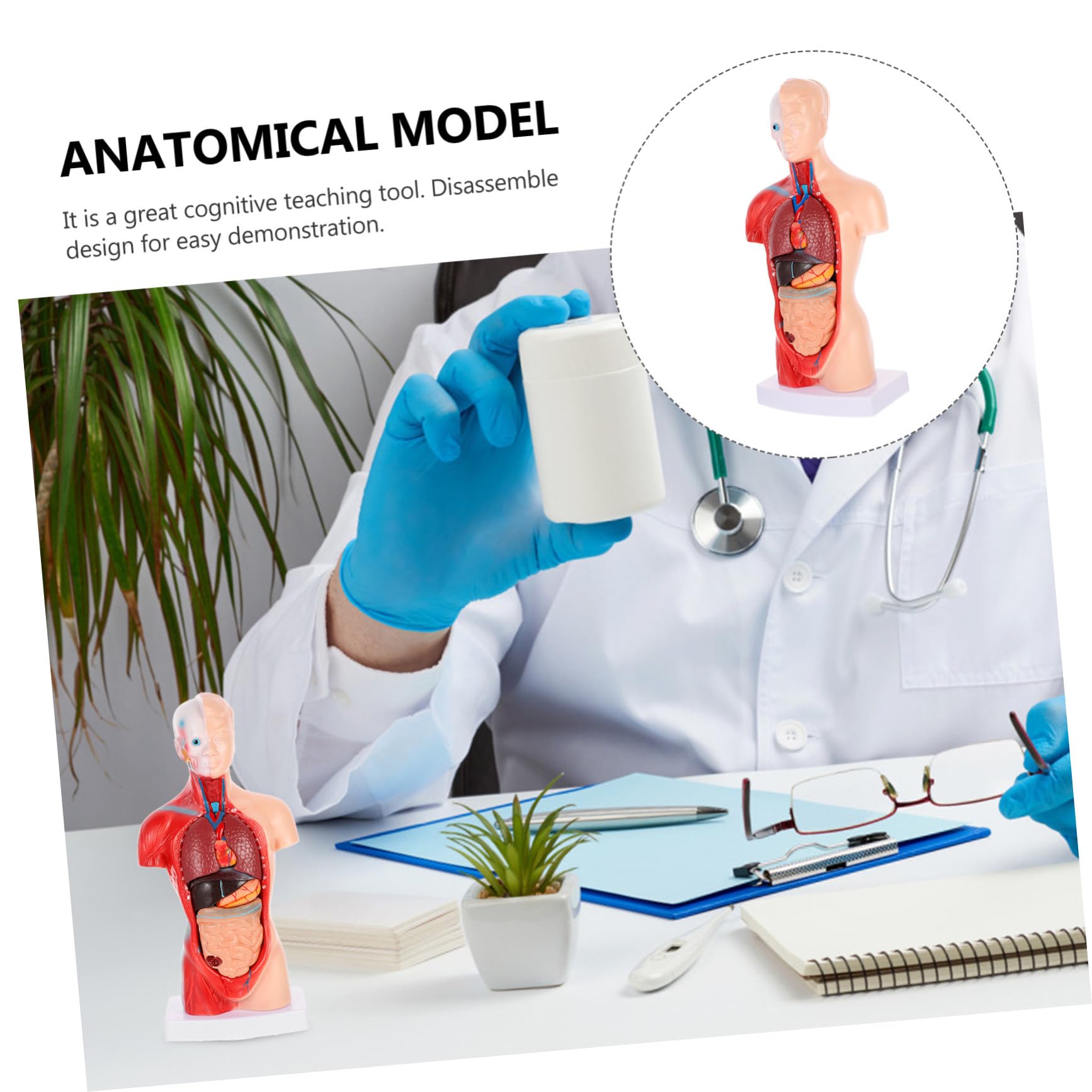Medizinisches Lehrmodell Herz und Organe Anatomisches Organmodell aus Stabilem Material Zerlegbares Biologie Demonstrationsmodell für Unterricht und Patientenerklärung