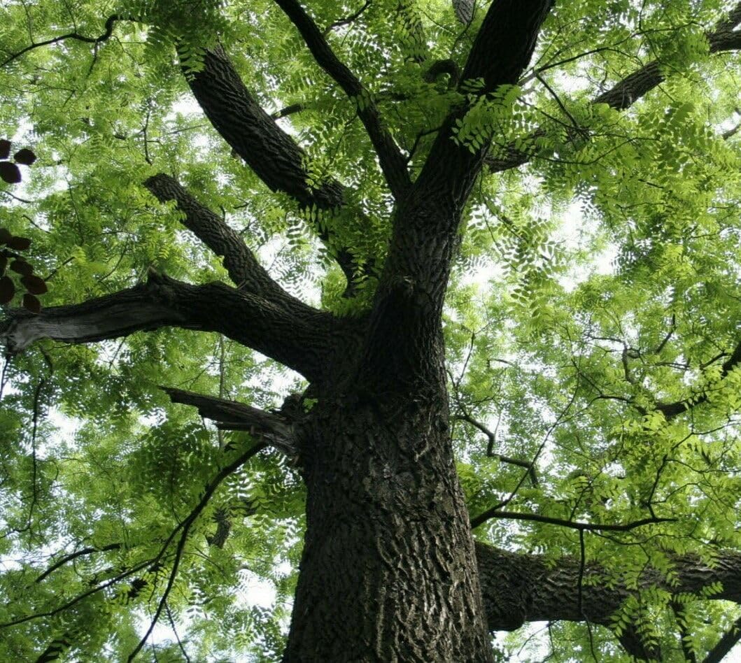 2 Black Walnut Trees - 18-24" Tall - Nut-Bearing Live Plants - Fast Growing Trees - Juglans Nigra - (2 Pack)