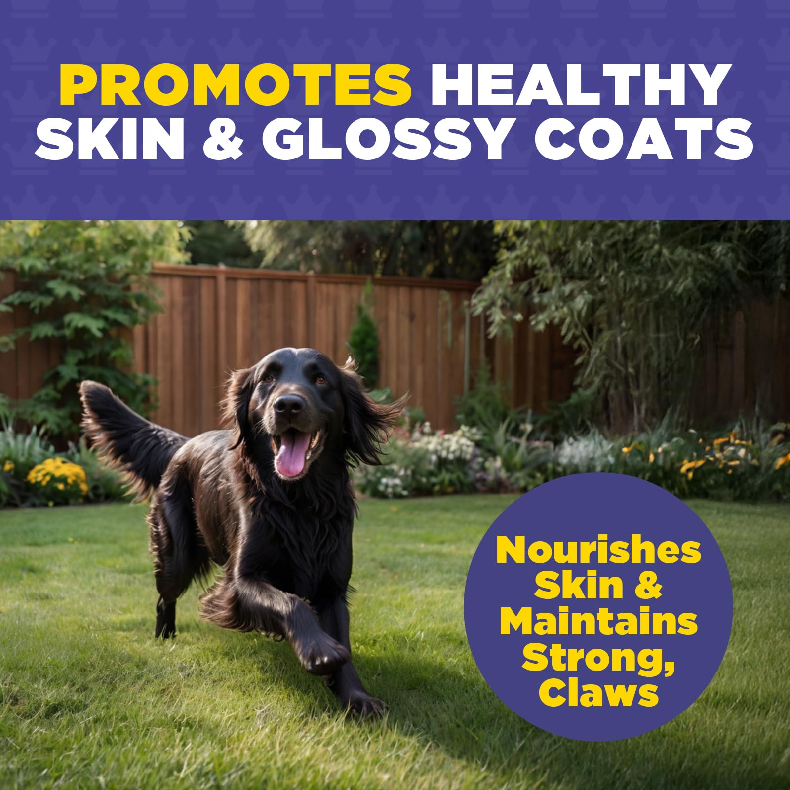 ProDog Shine Skin & Coat Conditioner Supplement for Dogs - Glossy Coats & Healthy Skin (90 Gram), Purple - Image 3