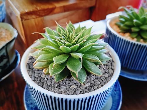 Miniatura 5 de Aditivo de suelo de roca de lava hortícola negra de 5 libras para cactus, rellenos de jarrones, suculentas y plantas de terrario, sin tintes ni