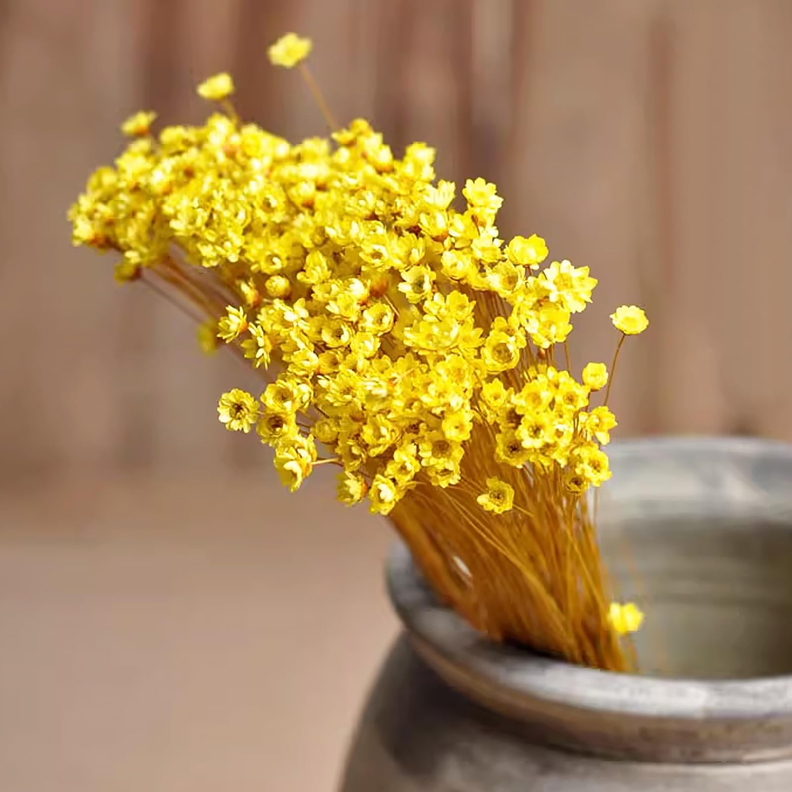 300 PCS Brazilian Small Daisy Dried Flowers - Image 3