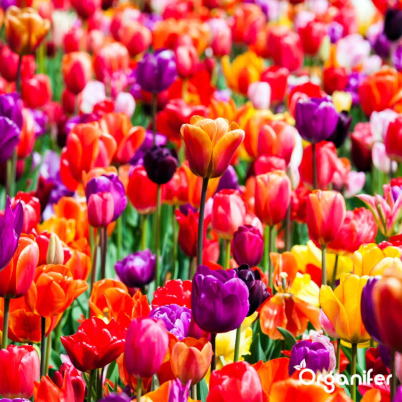 Universal Gartendünger - 20kg = 200m2 | Hochwertiger Dünger Für Alle Gartenpflanzen - Fördert Kräftiges Wachstum Und Reiche Blüte - Organifer