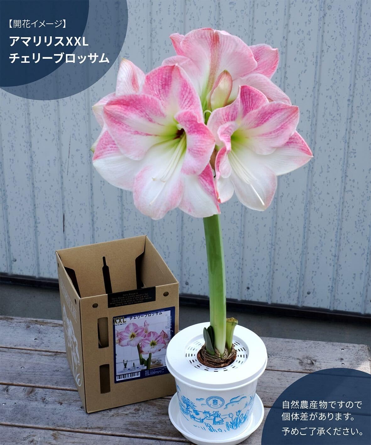 Amazon.co.jp: ポットアマリリス（アマリリス球根栽培セット