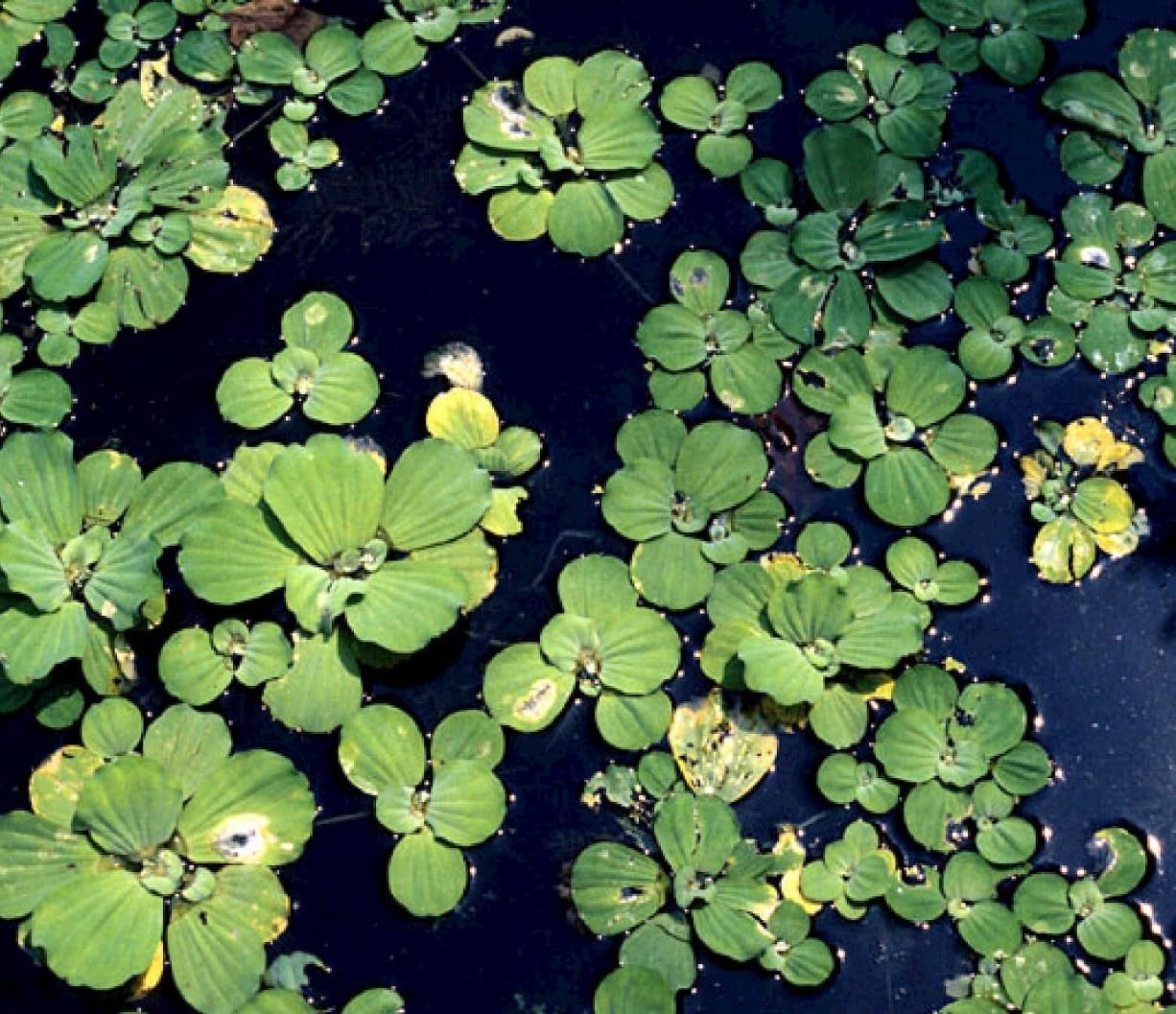 ARIYA__Water Lettuce Live Plant | Water Cabbage Plant for Pond, Aquarium | Pack Off 5 | Floating Plant-image-7