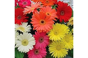 Gerbera Daisy Plant: The Ultimate Guide to Lush Blooms Year-Round