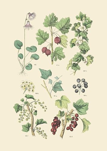 Miniatura 9 de Ink Inc. - Impresiones botánicas vintage  Plantas del bosque de Ink Inc.  Arte de pared de hongos de flores silvestres, helechos y bayas  Juego de 9