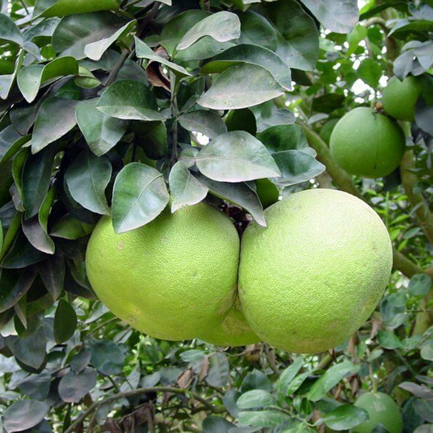 10Pcs Outdoor Indoor Growing Grapefruit Seeds Pack | Fresh Non-GMO Fresh Home Plant Seedlings Kit For Garden Seeds 1size