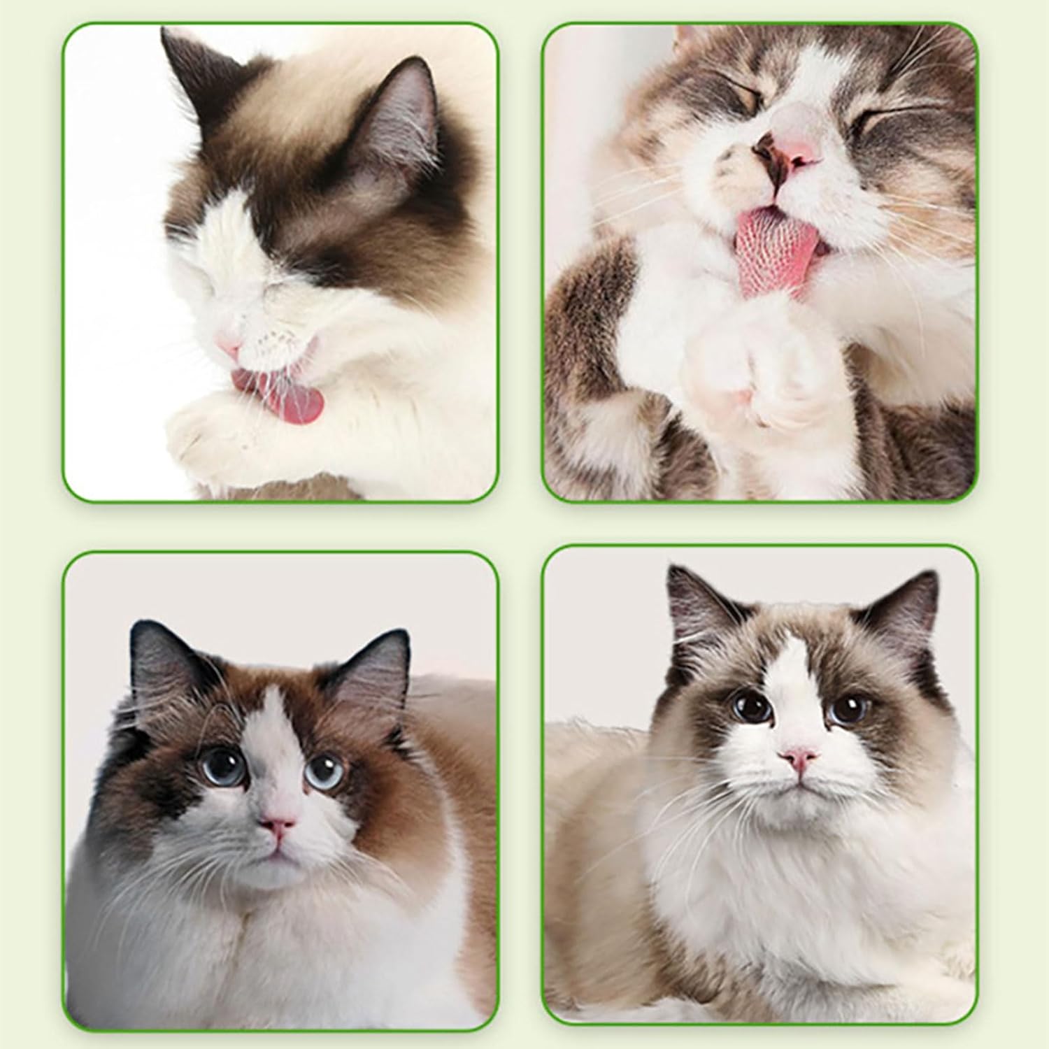 PTILSERY 1 Box Grass Kitten Natural Grass Chews Appetites Increase Hairball Control Health Licking Treats 6 71GA7LZFM8L. AC SL1500