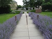 Vista 2 de 50 semillas de flores de hierba herbácea azul Nepeta Mussinii