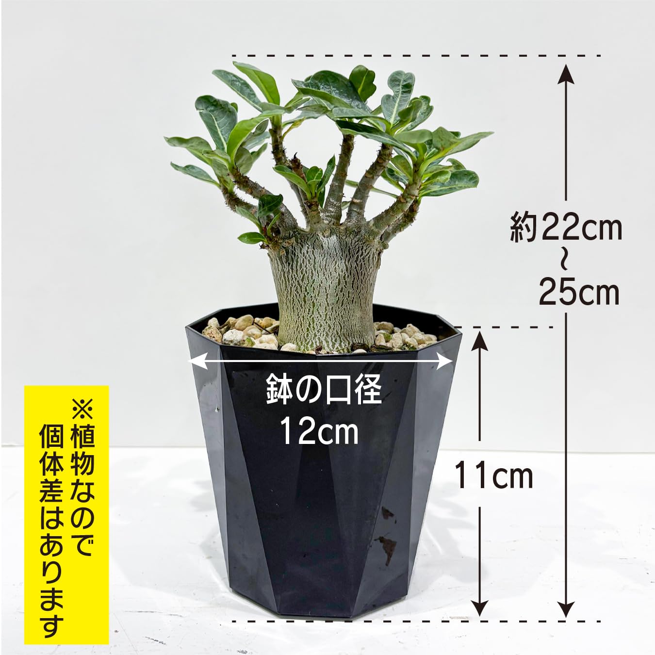 Amazon｜アデニウム アラビカム 4号 砂漠のバラ 塊根植物 コーデックス