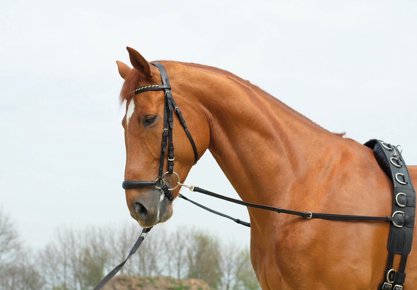 Ausbindezügel BASIC-STARR rênes fixes WB en noir avec bouclerie nickelée