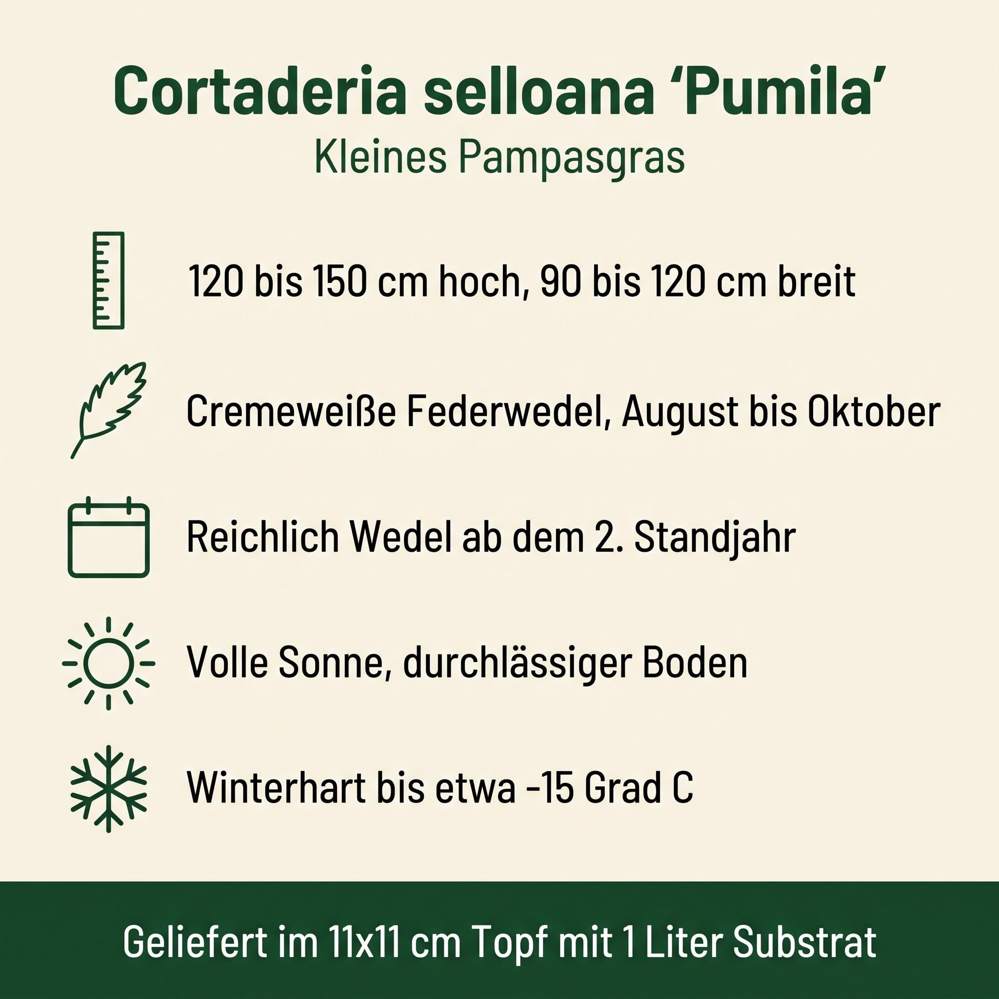 Stauden Gänge 5 x Kleines Pampasgras 'Pumila', Cortaderia selloana