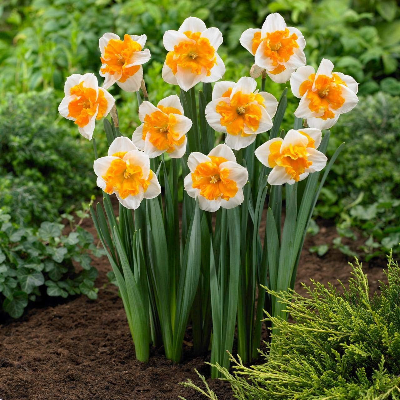 Live Green Nargis Rare Variety Flower Plant White With Yellow Colour Pack Of 4 With Plastic Pot-image-28