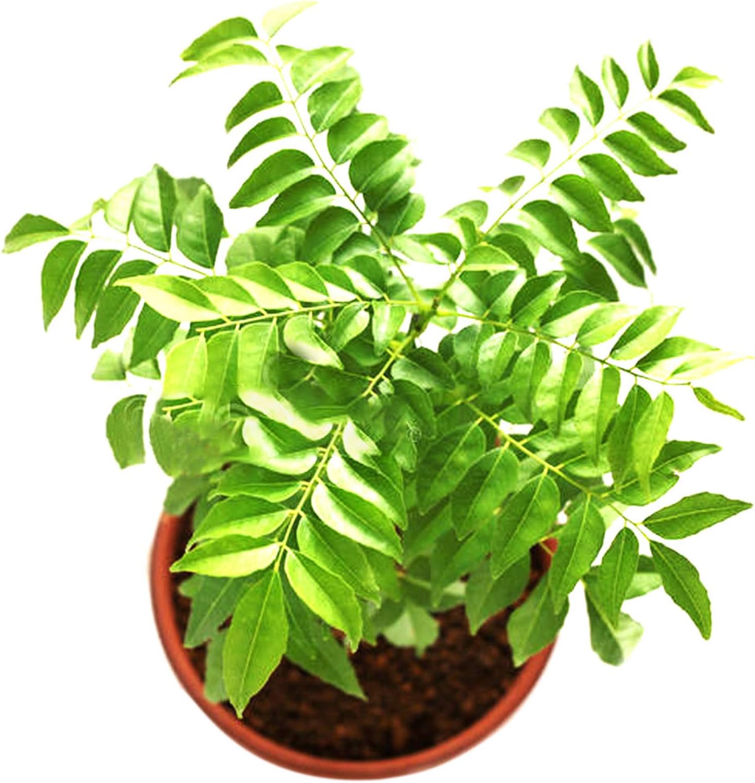 Curry Seeds for Planting, 100 Curry Leaf Tree Seeds Easy to Grow Leaf Plant Indian Spice Flovor Food Seeds Open Pollinated Plants Seeds for Planting for Indoor or Outdoor Garden 100 Curry Seeds