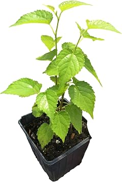 Dwarf Everbearing Mulberry Morus - Two 4 Inch Pots Tennessee Grown