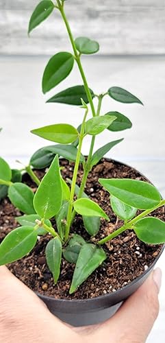 Miniatura 7 de Hoya Bella Lanceolata Maceta de 4 pulgadas para vivero, plantas tropicales exóticas vivas y raras, plantas de interior fáciles de cultivar, regalo