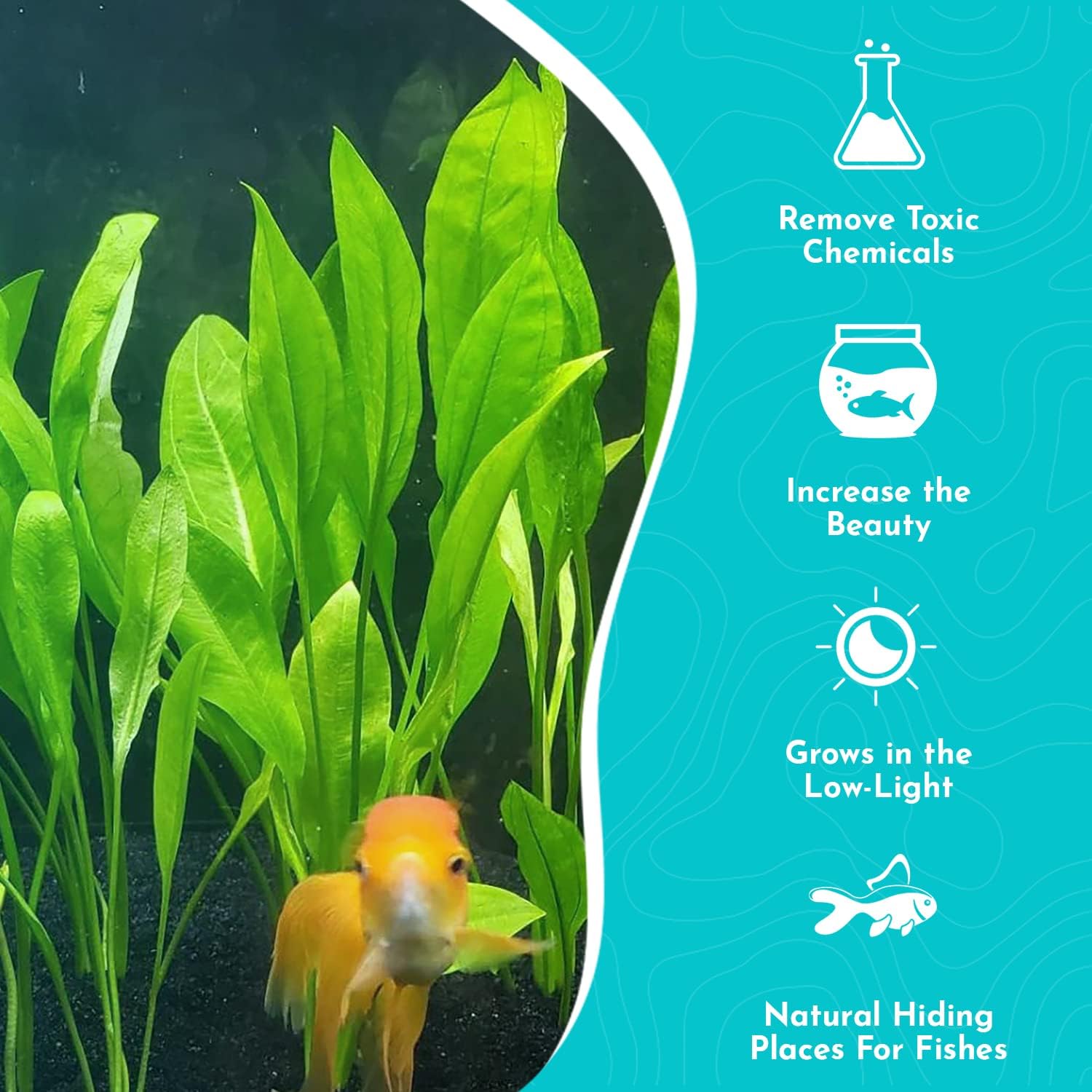 Live Aquarium Amazon Sword Echinodorus Bleheri Plant - Natural Cleaning Filter for Water - Long Lasting & Easy to Maintain Aquatic Plants - Suitable for Winter & Summer - Large