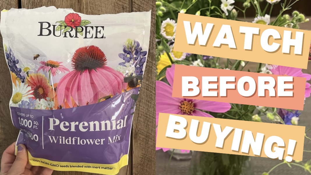 black sunflower seeds for planting 25+ Heirloom Black Oil Sunflower Seeds - Non-GMO - Fresh