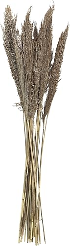Miniatura 3 de Deco 79 Planta seca de pampas para decoración del hogar, follaje natural seco con tallos largos, follaje para decoración de 2 x 1 x 35 pulgadas,