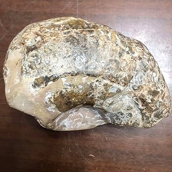 巨大アンモナイトフィギュア　特撮レアもの 巨大アンモナイトフィギュア 特撮レアもの