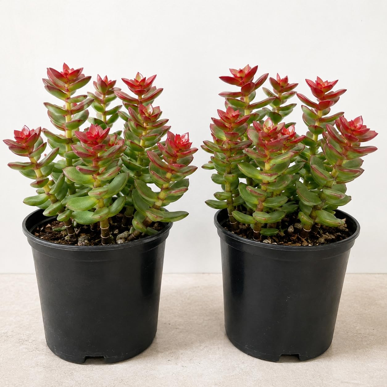 Mini Rare Pack of 2 Crassula Succulent Plants for Home-image-39