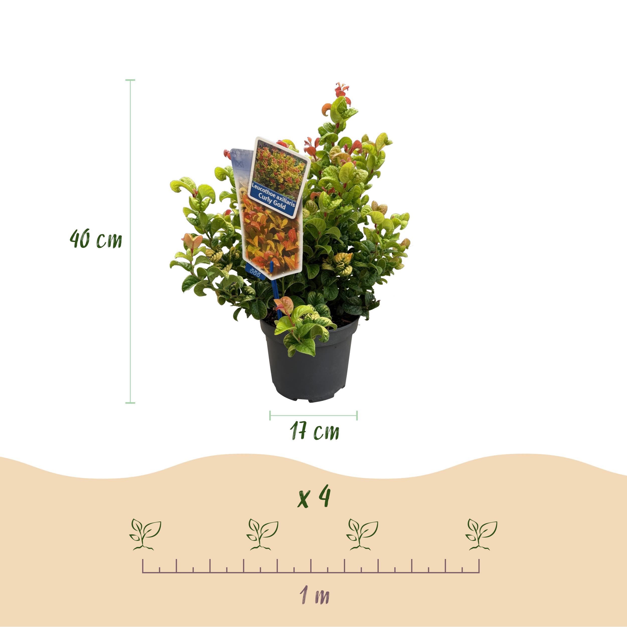 Leucothoe Curly Gold - Jaune - Feuillage persistant - Peu d'entretien - 30-40cm - Ø17cm - Plante de jardin